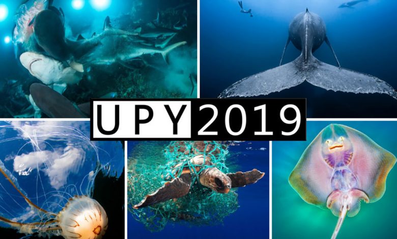 الفائزين في مسابقة Underwater Photographer لعام 2019