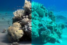 برنامج Sea-thru لإزالة الماء من الصور الملتقطة تحت الماء