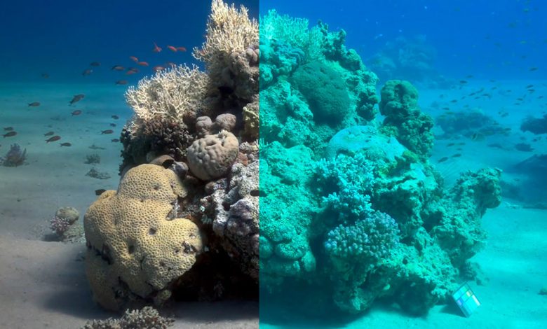 برنامج Sea-thru لإزالة الماء من الصور الملتقطة تحت الماء