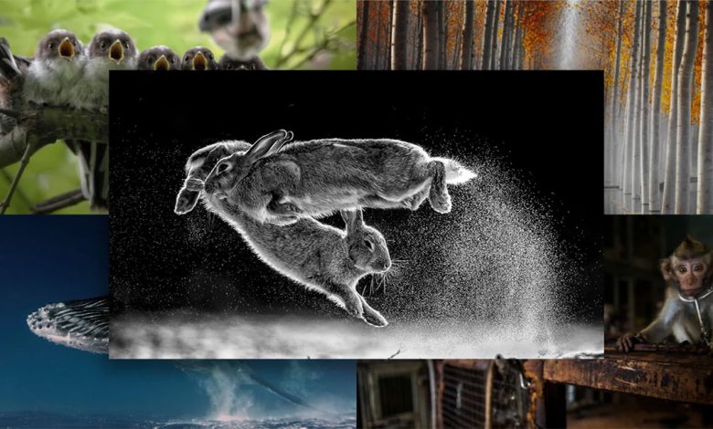 الصور الفائزة بجائزة مصور الطبيعة لعام 2019
